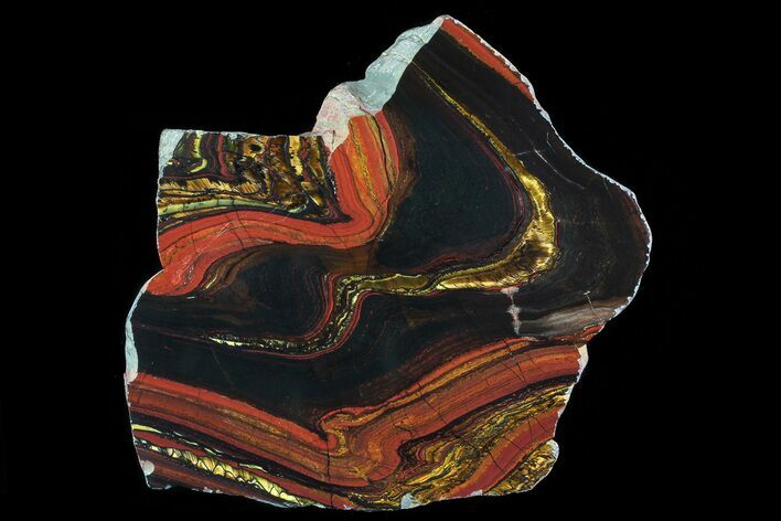 Polished Tiger Iron Stromatolite - ( Billion Years) #72907